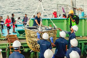 ކަޅުބިލަ މަހުގެ މަސްވެރިކަން އެއްކޮށް ޕްރައިވެޓައިޒެއް ނުކުރެވޭނެ