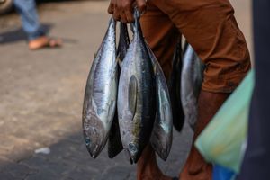 No debate on longline fishing as Majlis rejects motion