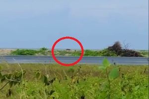 މާފަރުން ފެނުނު ޖަނަވާރު ހިފަން ސިފައިންގެ އިތުރު ފައުޖެއް ދަނީ 