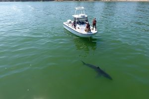 Climate change draws great white sharks north
