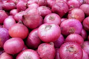 Onion shipment from India to address shortage