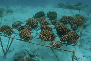 Joali fined for planting corals without EIA