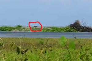 Mystery animal in Maafaru declared harmless