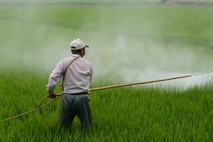 Pesticides worsen climate emergency