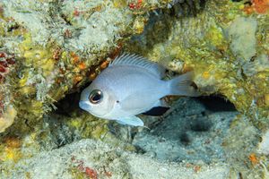 New species of fish discovered in Maldives