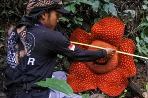 Most species of 'world's largest flower' risk extinction