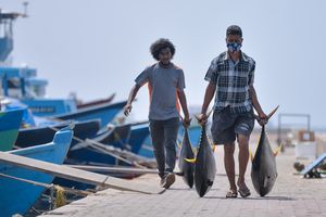 އަޅާލުމެއް ނެތް؛ ބޮޑު ކަންނެލި މަސްވެރިންގެ ގިނަ ޝަކުވާތަކެއް