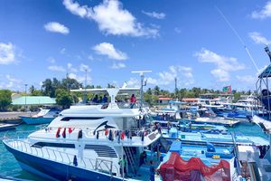 މަސްވެރިކަން އިންތިހާއަށް ރަނގަޅު، މަސް ނުކިރި ޝަކުވާ ބޮޑު!