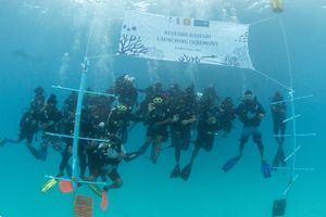 Coral planting begins to restore Rasfari reef