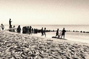 "ވެހިމަހޯ، ވެހިމަހޯ"ގެ އަޑަށް ބިރުން ހަލާކުވާވަރު ވުން